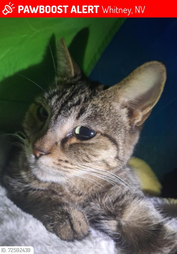 Lost Female Cat last seen Stephanie & Emerald Ave., 89122, Whitney, NV 89122