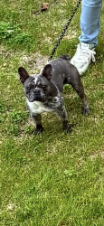 Lost Male Dog last seen Yellow pear way 77545 TX, Fresno, TX 77545