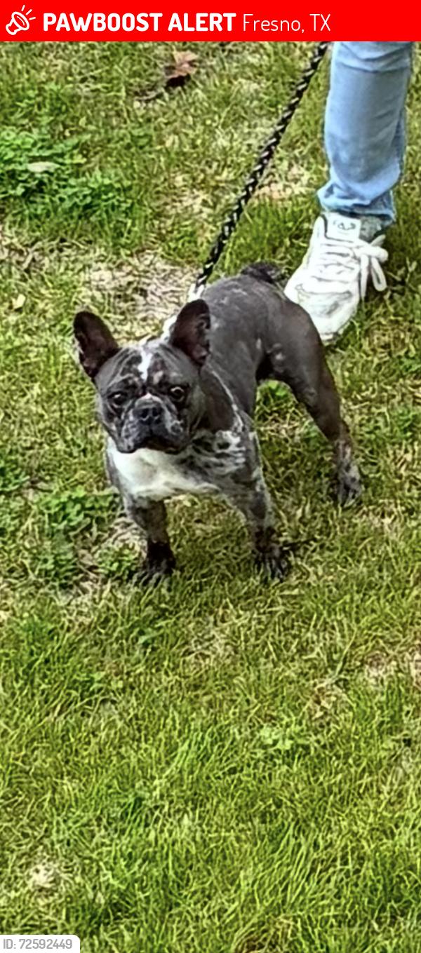 Lost Male Dog last seen Yellow pear way 77545 TX, Fresno, TX 77545
