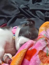 Lost Female Dog last seen 8th/ lead, Albuquerque, NM 87102