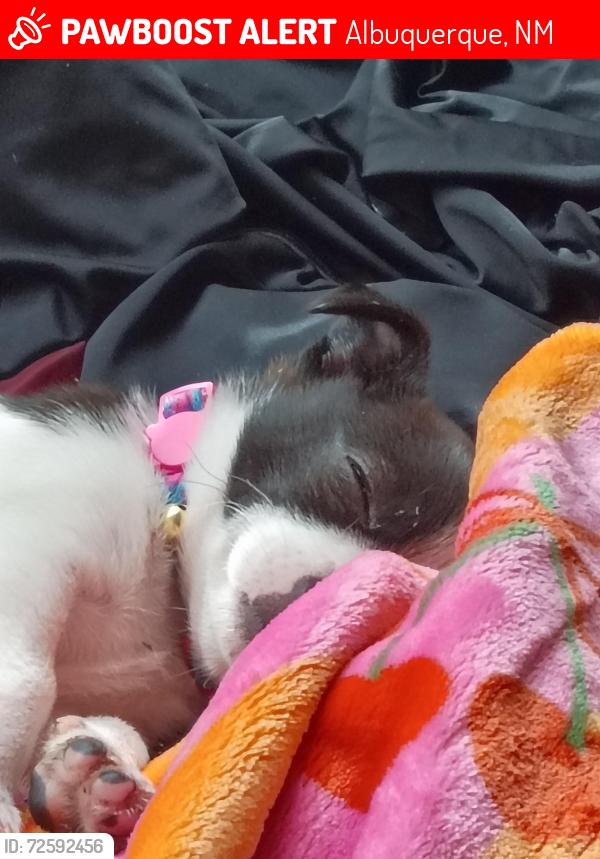 Lost Female Dog last seen 8th/ lead, Albuquerque, NM 87102