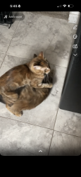 Lost Female Cat last seen Jessamine and Sylvan, Saint Paul, MN 55106