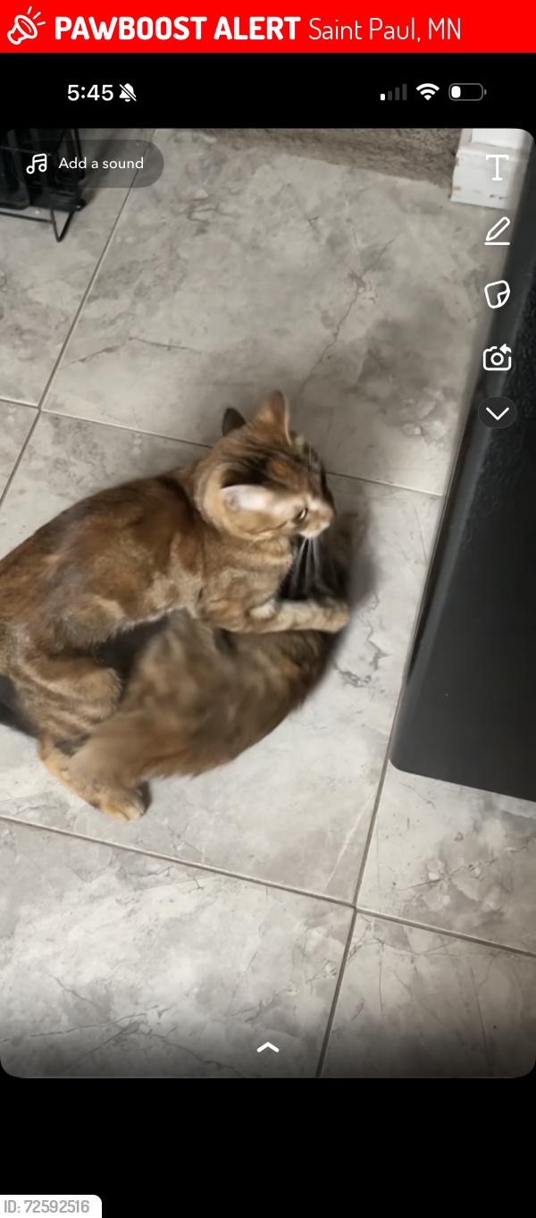 Lost Female Cat last seen Jessamine and Sylvan, Saint Paul, MN 55106