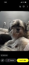 Lost Male Dog last seen  Depot in Burton , Burton, MI 48509
