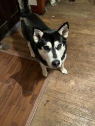 Lost Male Dog last seen Sturges Ave and Marshall, Potwin, KS 67123