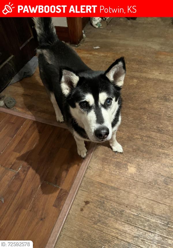 Lost Male Dog last seen Sturges Ave and Marshall, Potwin, KS 67123