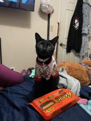 Lost Female Cat last seen Parkland middle school, El Paso, TX 79924