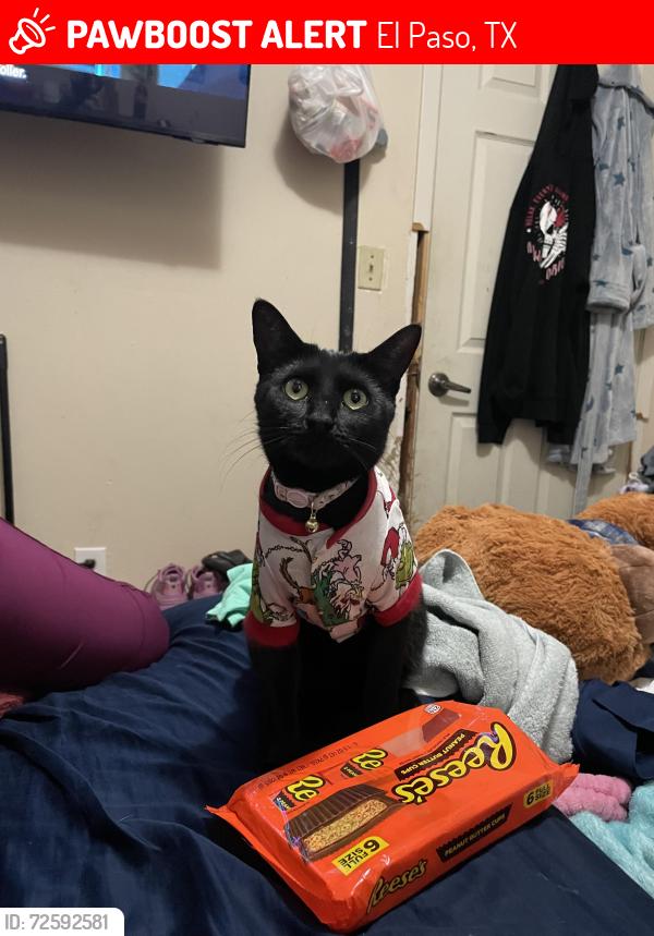 Lost Female Cat last seen Parkland middle school, El Paso, TX 79924