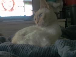 Lost Male Cat last seen Ft hood and rencier , Killeen, TX 76541