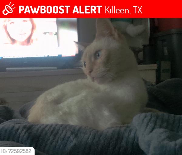 Lost Male Cat last seen Ft hood and rencier , Killeen, TX 76541