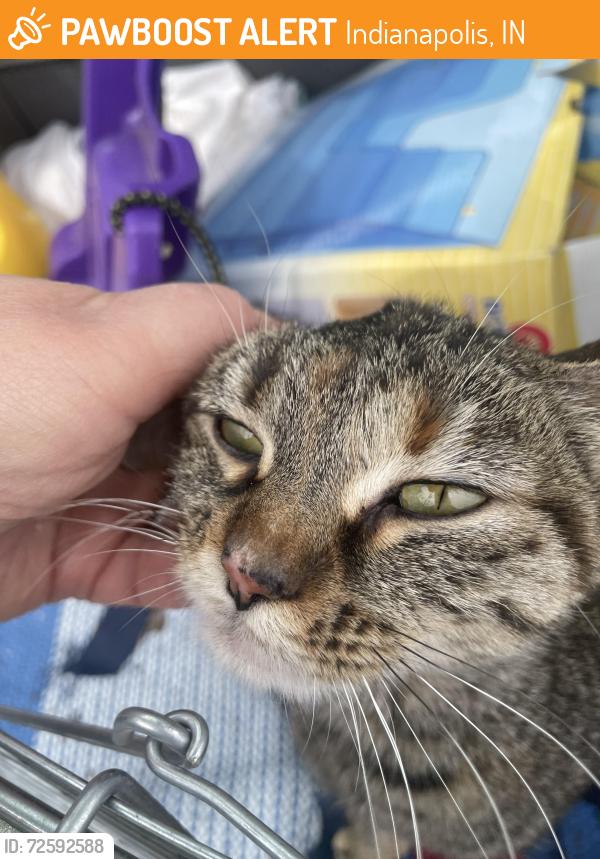 Found/Stray Female Cat last seen East 16th Street and North Emerson Avenue , Indianapolis, IN 46201