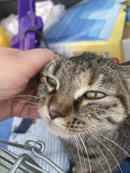 Found/Stray Female Cat last seen East 16th Street and North Emerson Avenue , Indianapolis, IN 46201