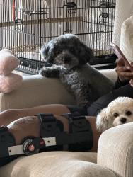 Lost Female Dog last seen 216th and 187th, Miami, FL 33187