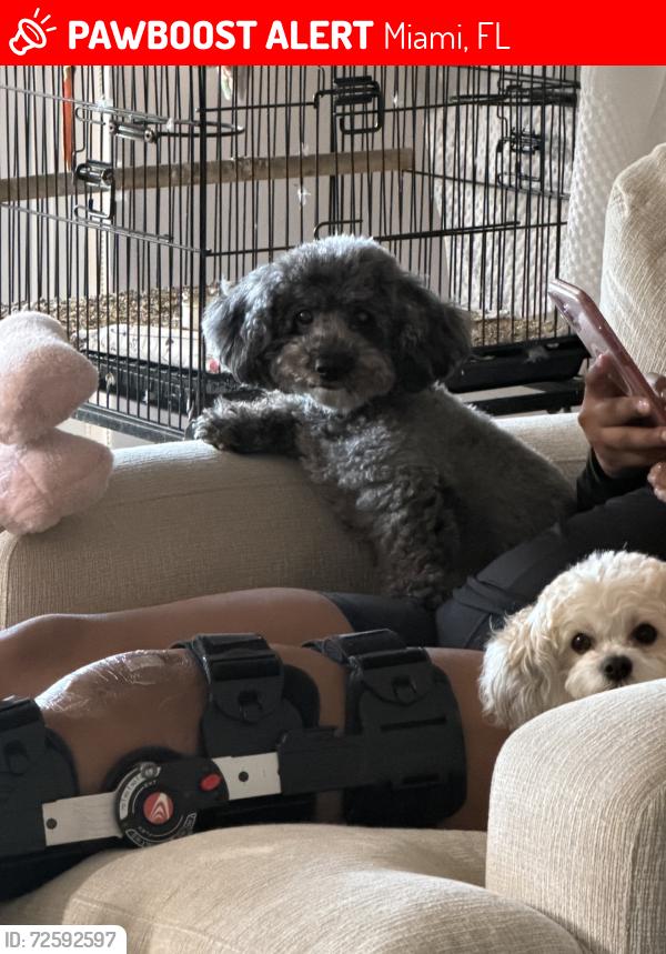 Lost Female Dog last seen 216th and 187th, Miami, FL 33187