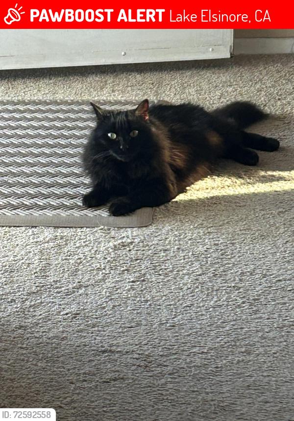 Lost Female Cat last seen Ponte Fiera and Ponte Verde, Lake Elsinore, CA 92532