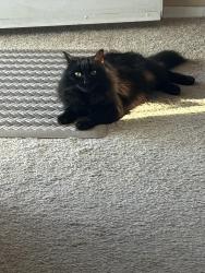 Lost Female Cat last seen Ponte Fiera and Ponte Verde, Lake Elsinore, CA 92532