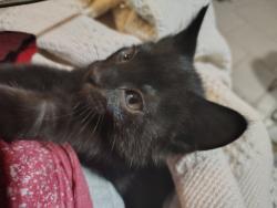 Lost Male Cat last seen Central ave, Hot Springs, AR 71913