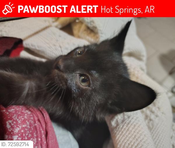 Lost Male Cat last seen Central ave, Hot Springs, AR 71913