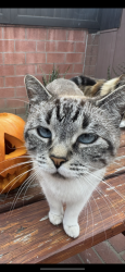 Lost Female Cat last seen Ditmar & Jacmar, Whittier, CA 90605