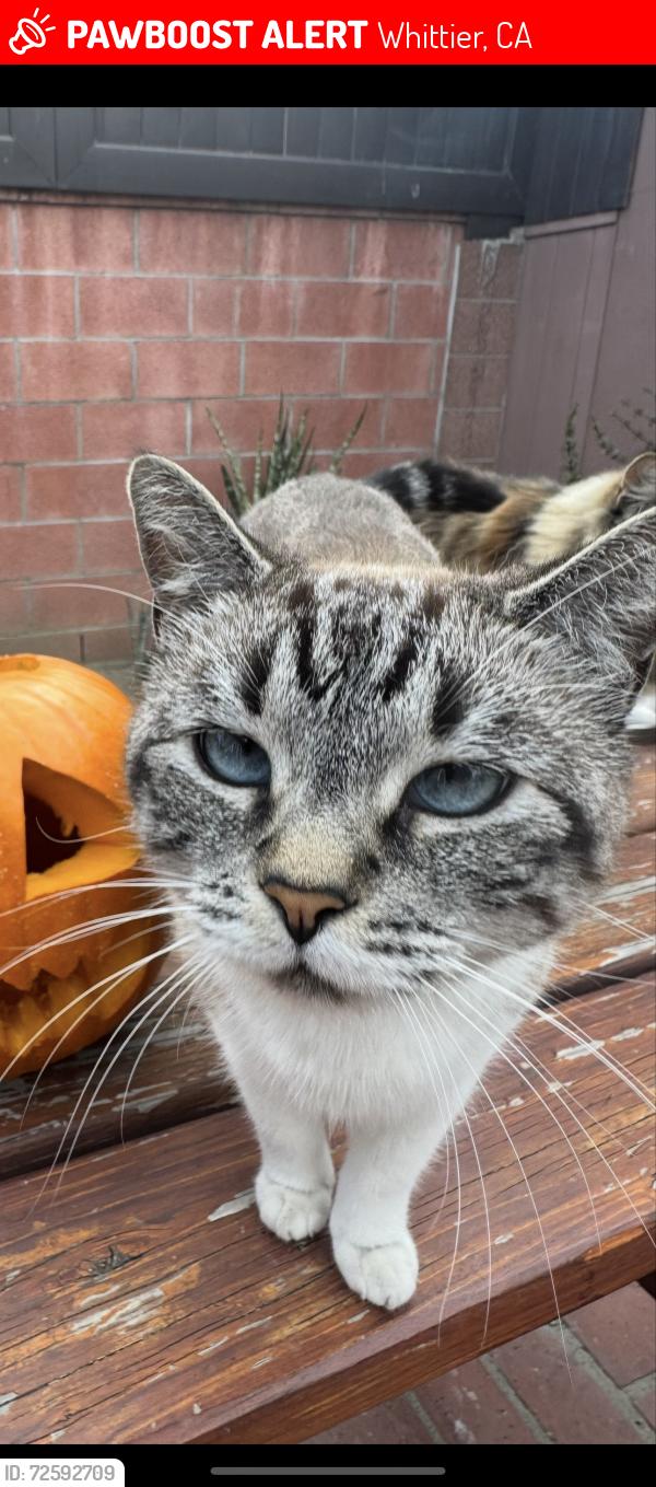 Lost Female Cat last seen Ditmar & Jacmar, Whittier, CA 90605