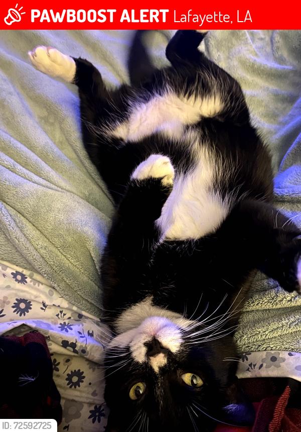 Lost Male Cat last seen orange and sterling, Lafayette, LA 70501