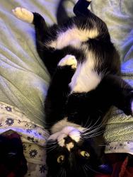 Lost Male Cat last seen orange and sterling, Lafayette, LA 70501