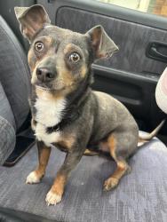 Lost Male Dog last seen Near prospect st, High Point, NC 27260