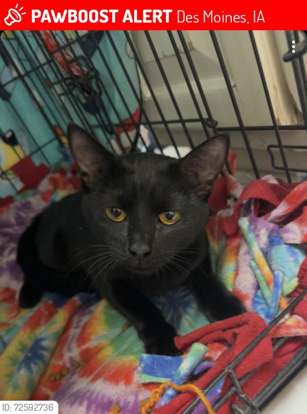 Lost Female Cat last seen Guthrie, Des Moines, IA 50317