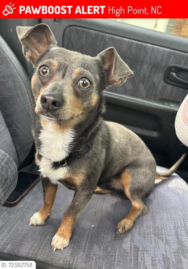 Lost Male Dog last seen Near prospect st, High Point, NC 27260