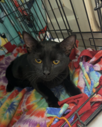 Lost Female Cat last seen Guthrie, Des Moines, IA 50317