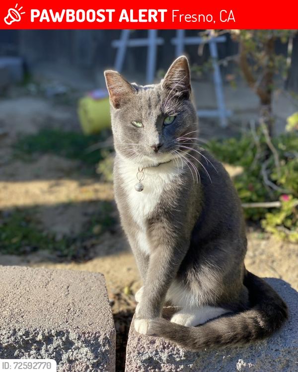 Lost Male Cat last seen Shields & locan, Fresno, CA 93737