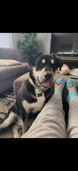 Found/Stray Male Dog last seen Vista Way, Vista, CA 92084
