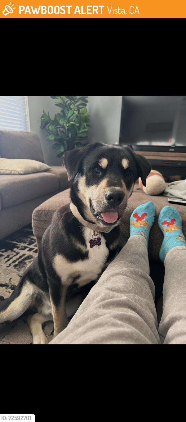 Found/Stray Male Dog last seen Vista Way, Vista, CA 92084