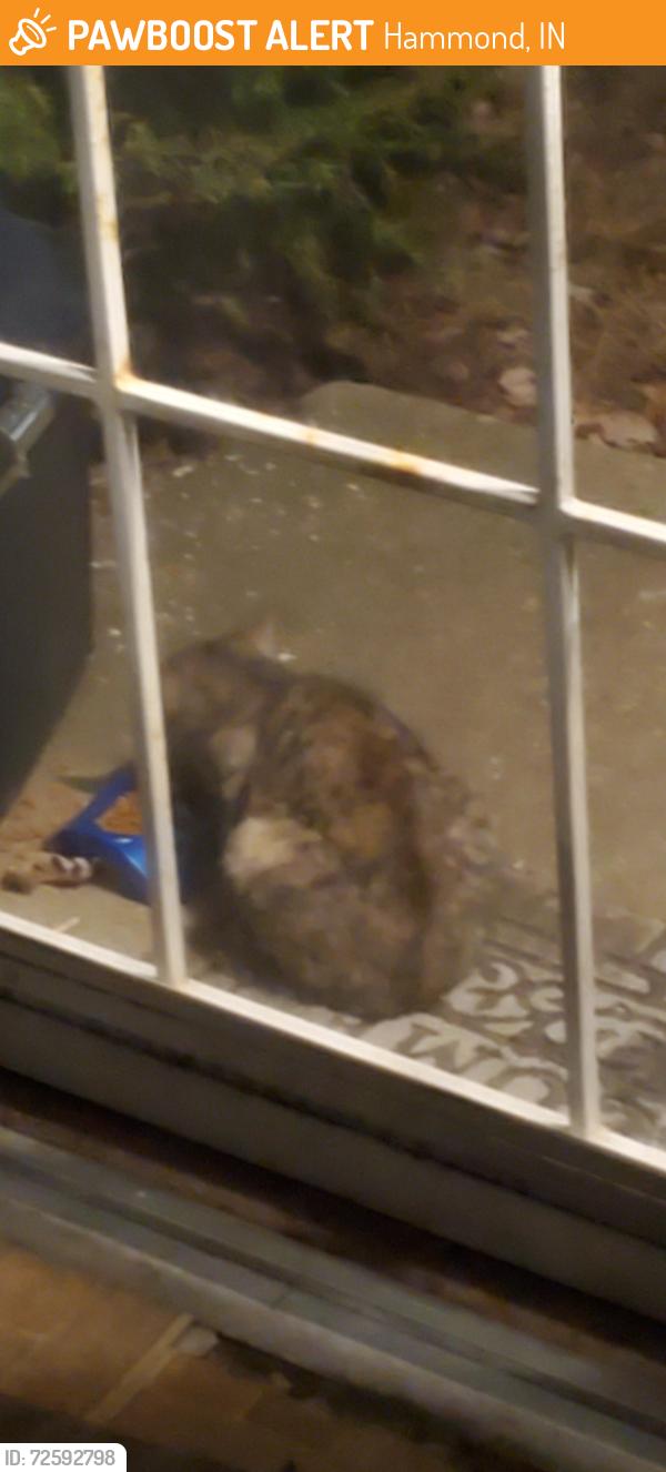 Found/Stray Unknown Cat last seen Schleicher neighborhood in south hammond, Hammond, IN 46324