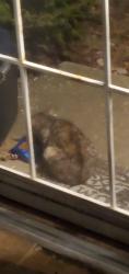 Found/Stray Unknown Cat last seen Schleicher neighborhood in south hammond, Hammond, IN 46324