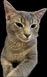 Lost Male Cat last seen Cobb Rd, Walker Rd, Chatsworth, GA 30705