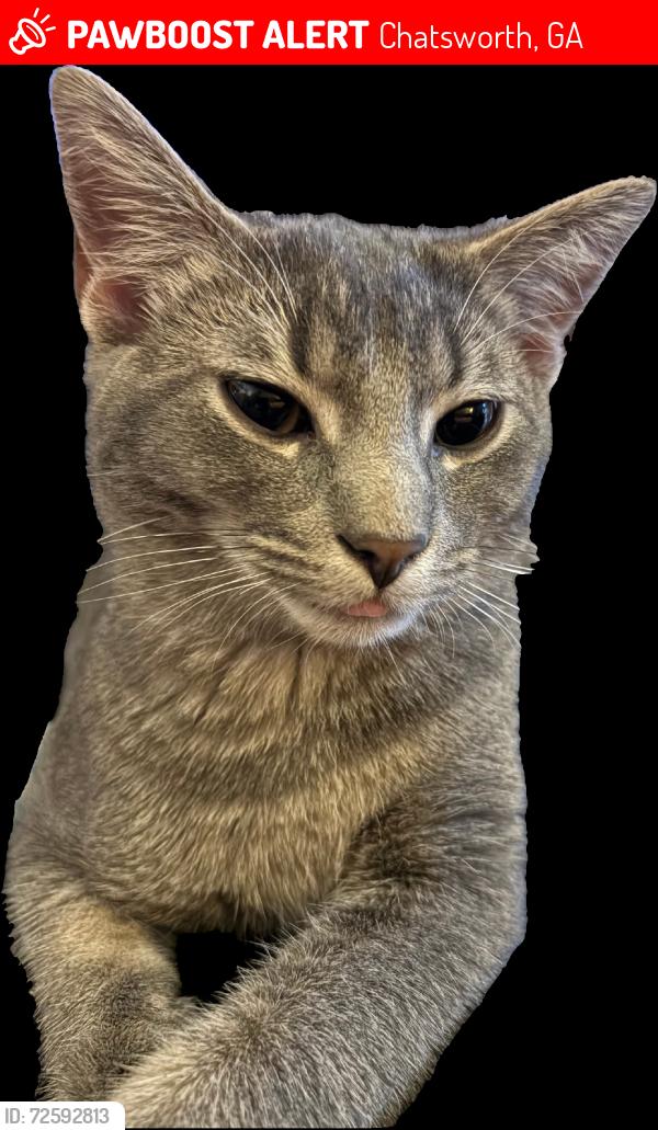 Lost Male Cat last seen Cobb Rd, Walker Rd, Chatsworth, GA 30705