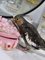 Lost Female Bird last seen 46th Ave , Queens, NY 11368