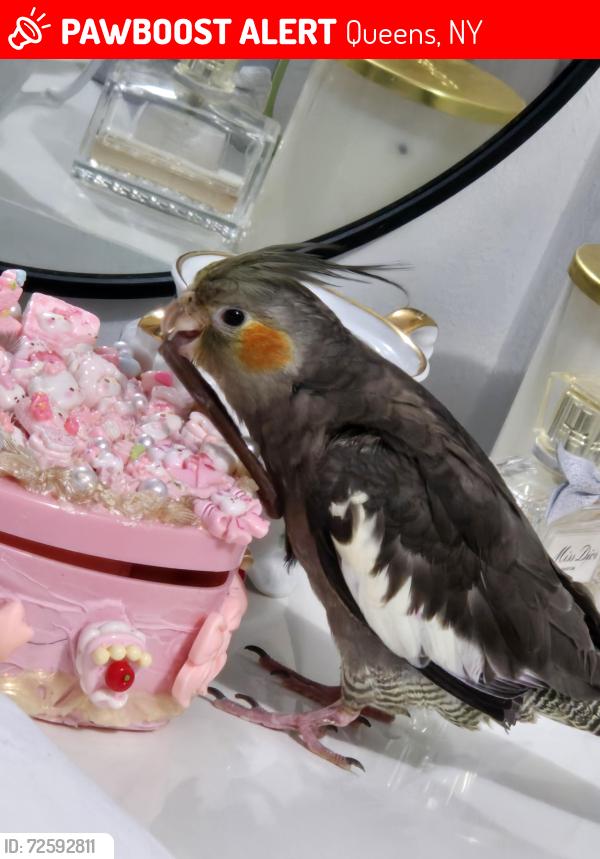 Lost Female Bird last seen 46th Ave , Queens, NY 11368