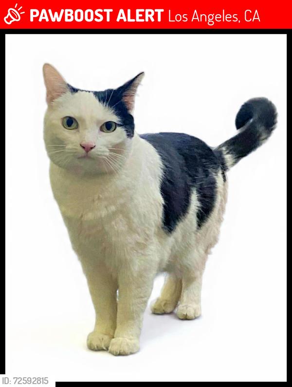 Lost Female Cat last seen Sherman Way and Sepulveda Blvd., Los Angeles, CA 91406