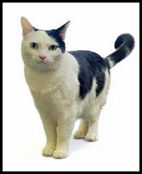 Lost Female Cat last seen Sherman Way and Sepulveda Blvd., Los Angeles, CA 91406