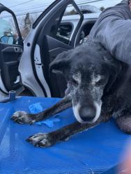Found/Stray Female Dog last seen Coates Ave and Lincoln Ave, Holbrook, NY, Holbrook, NY 11741