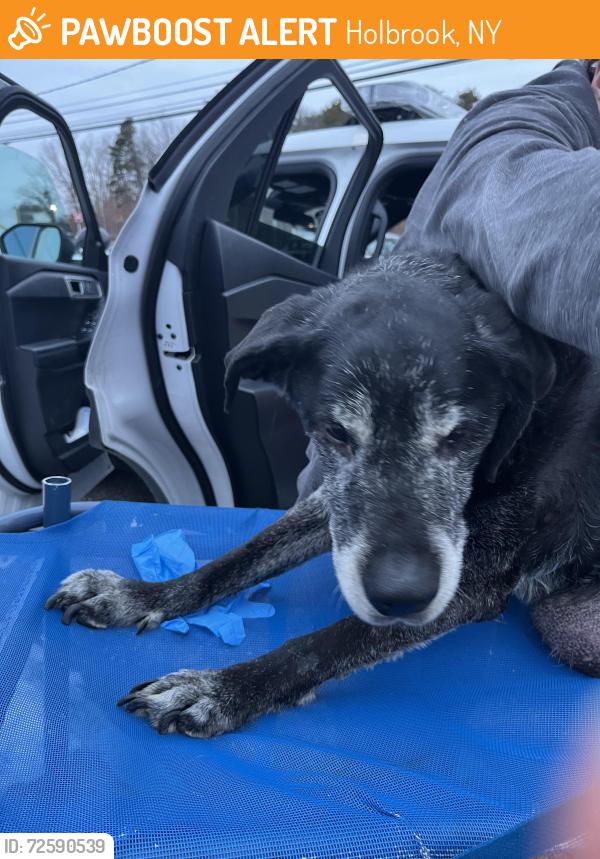 Found/Stray Female Dog last seen Coates Ave and Lincoln Ave, Holbrook, NY, Holbrook, NY 11741