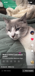 Lost Female Cat last seen Charters Neighborhood off Magna Carta Rd. , Florence, SC 29501