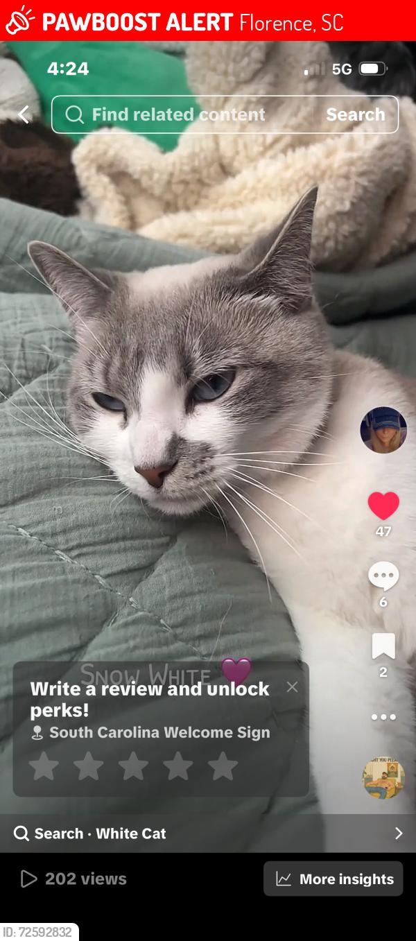 Lost Female Cat last seen Charters Neighborhood off Magna Carta Rd. , Florence, SC 29501