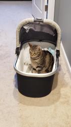 Lost Male Cat last seen Cascadian , Bothell, WA 98012