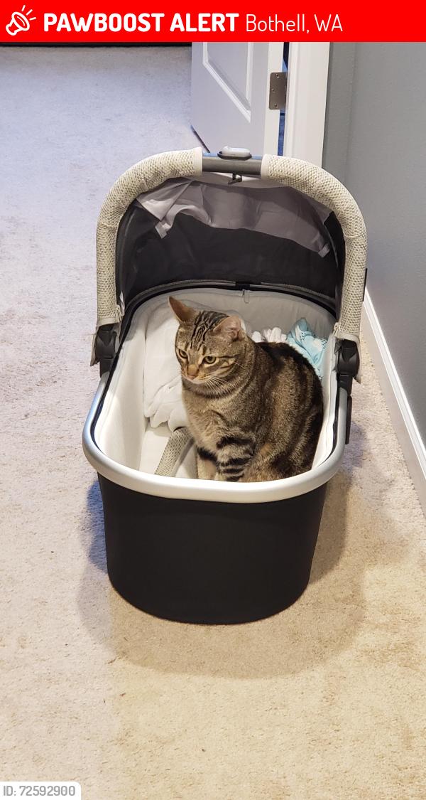 Lost Male Cat last seen Cascadian , Bothell, WA 98012