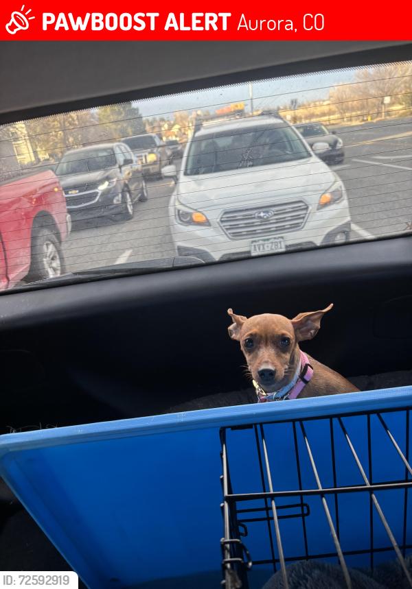 Lost Female Dog last seen Iliff and Mississippi , Aurora, CO 80017