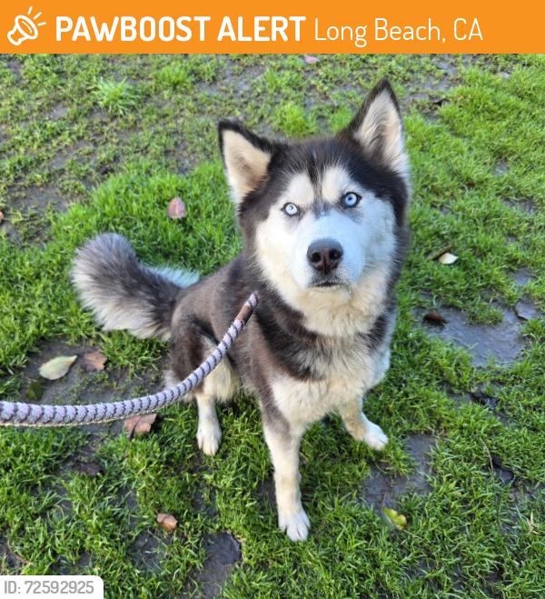 Found/Stray Female Dog last seen Near De Forest Ave, Long Beach, CA, 90805, USA, Long Beach, CA 90805