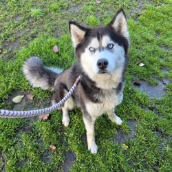 Found/Stray Female Dog last seen Near De Forest Ave, Long Beach, CA, 90805, USA, Long Beach, CA 90805